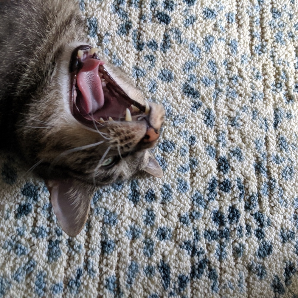 Meet your Posher, Amanda